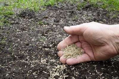 Lawn Seeding for Lawn Renovation!