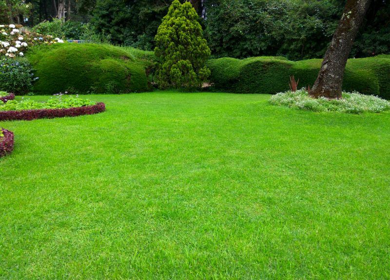 Lawn Renovation Service