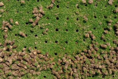 Lawn Aeration Service for Lawn Renovation!