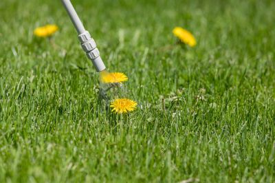 Weed Control for Lawn Renovation!
